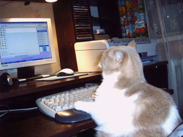 Котик за компьютером