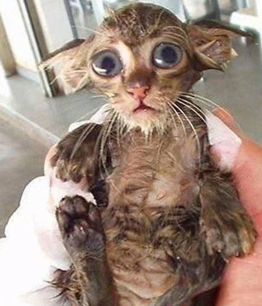 Мокрый облезлый кот