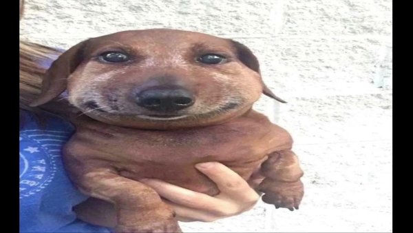 Собака такса Мем