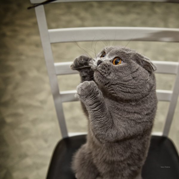 Кот боксирует