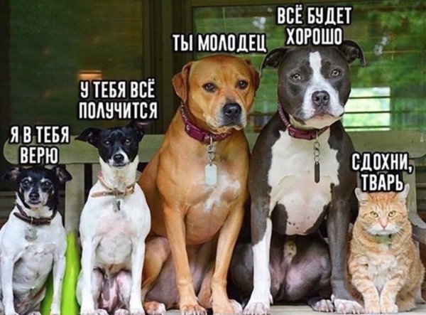 У тебя всё получится котик