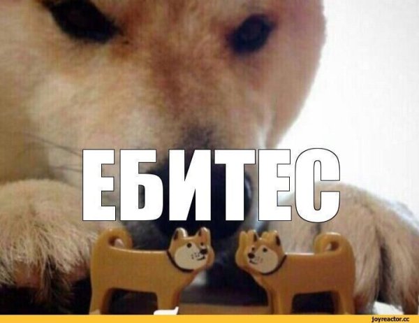 Собака ебитес