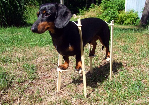 Такса прикол