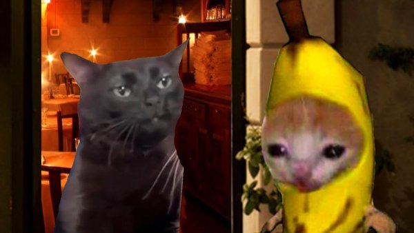 Мемы кот банан