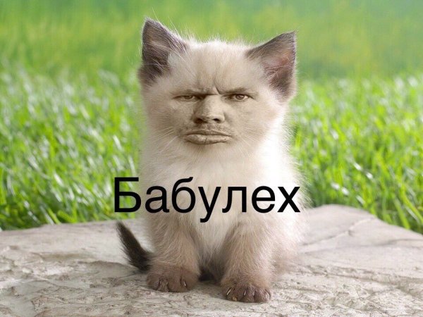 Милые котята