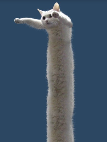 Очень длинный кот