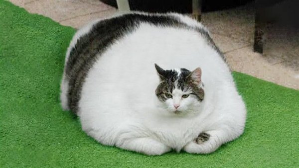 Смешной толстый кот