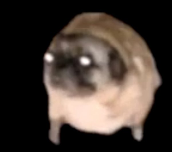 Мопс танцует