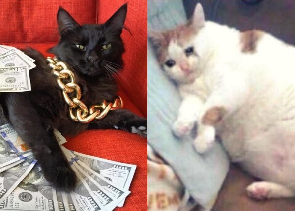 Мемы с котами про деньги
