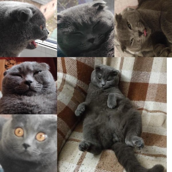 Вислоухий британец