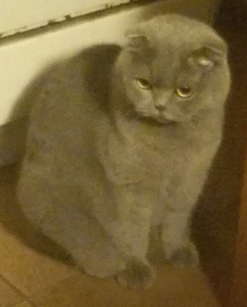 Кот вислоухий шотландец Аргус