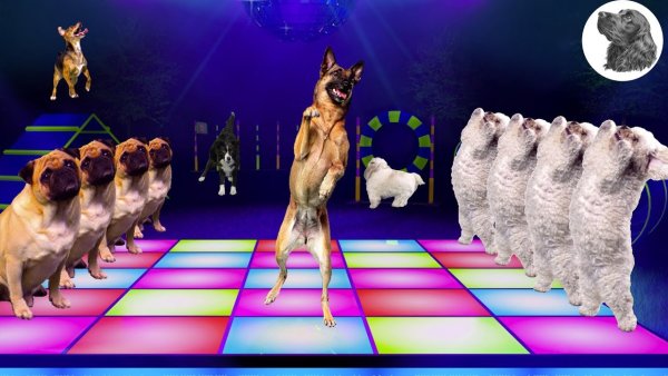 Собака пляшет