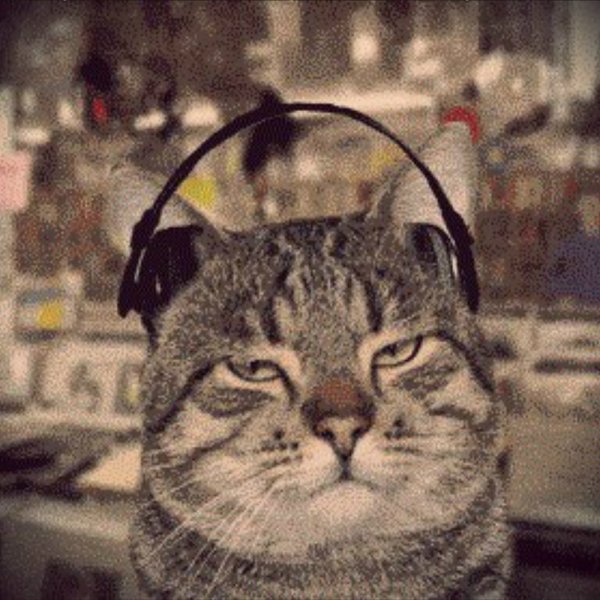 Гифка кот в наушниках