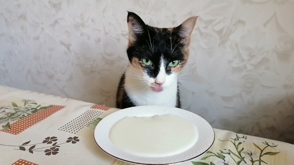 Котик в каше