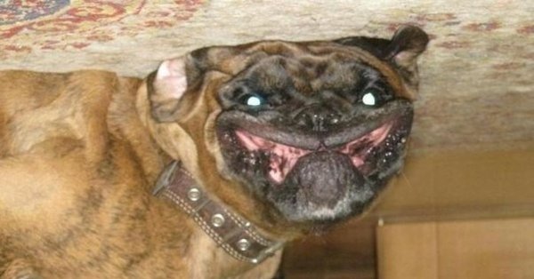 Тупая собака