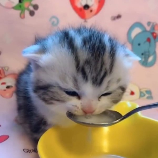 Котенок пьет