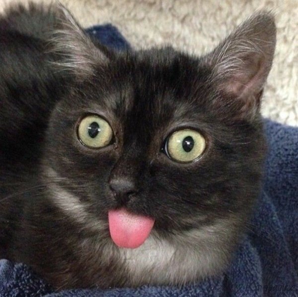 Коты с высунутым языком