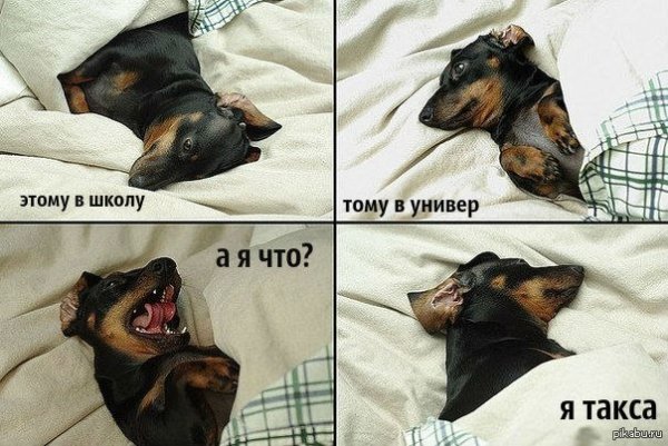 Шутки про такс