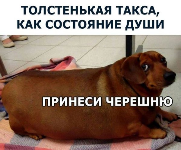 Смешная такса жирная