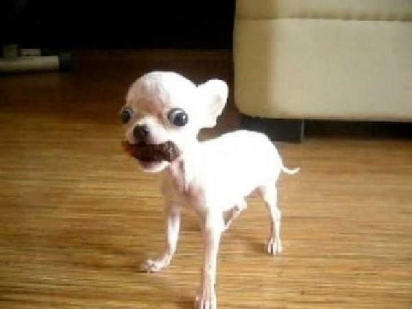 Чихуахуа мини злая