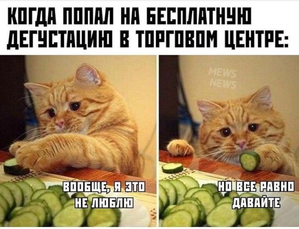 Мемы с котами и едой