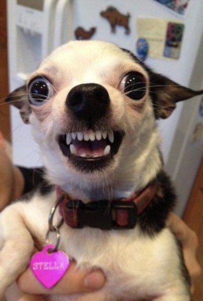 Очень прикольные собаки