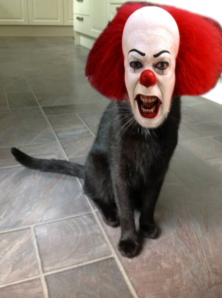 Кот с клоунским носом