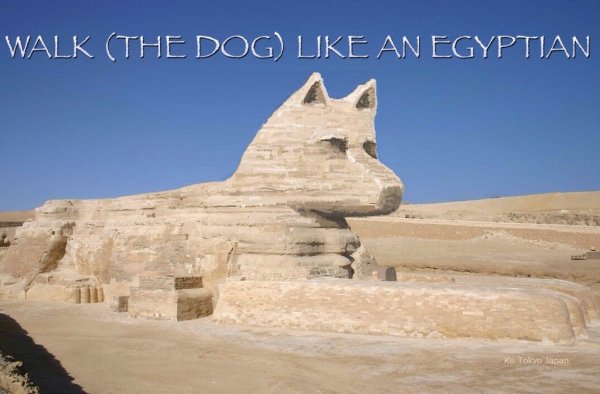 Порода собак в Египте типа сфинкса