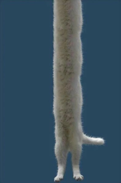 Длинный кот