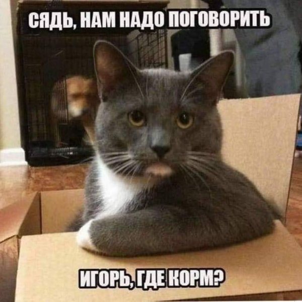 Кот нам надо поговорить