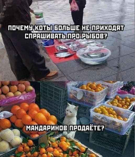 Мандаринов продаете кот