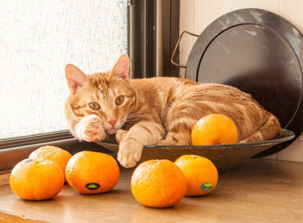 Кот мандарин