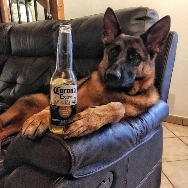 Немецкая овчарка с пивом