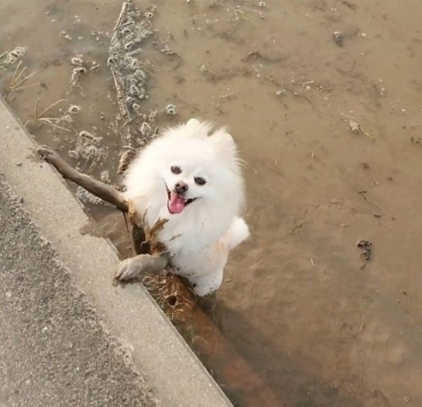 Шпиц в грязи