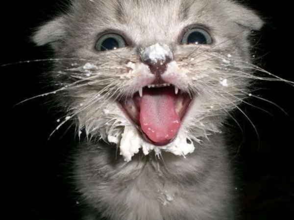 Котенок в сметане