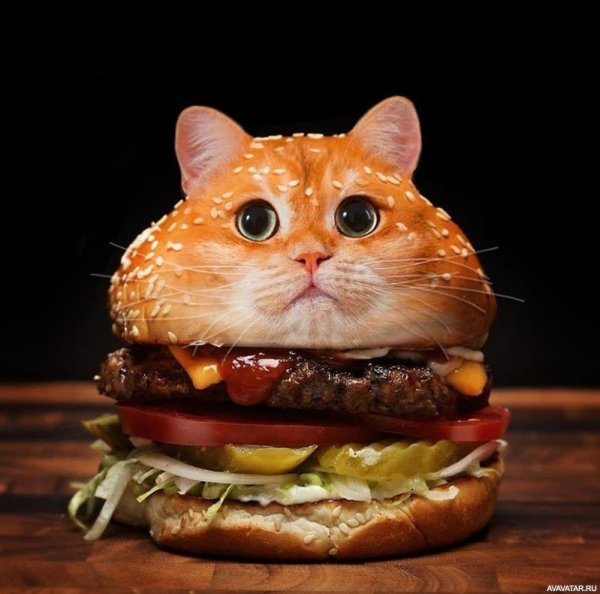 Котик на гамбургере