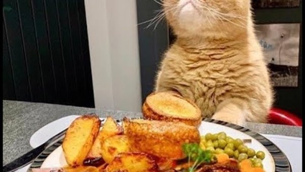 Кот в еде