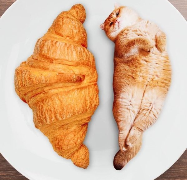 Коты и круассаны