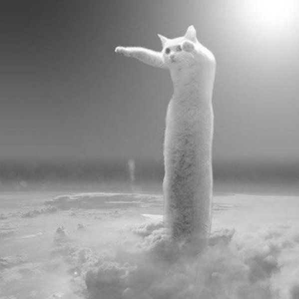 Лонг Кэт Мем