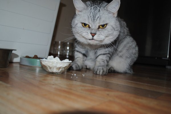 Котенок в сметане