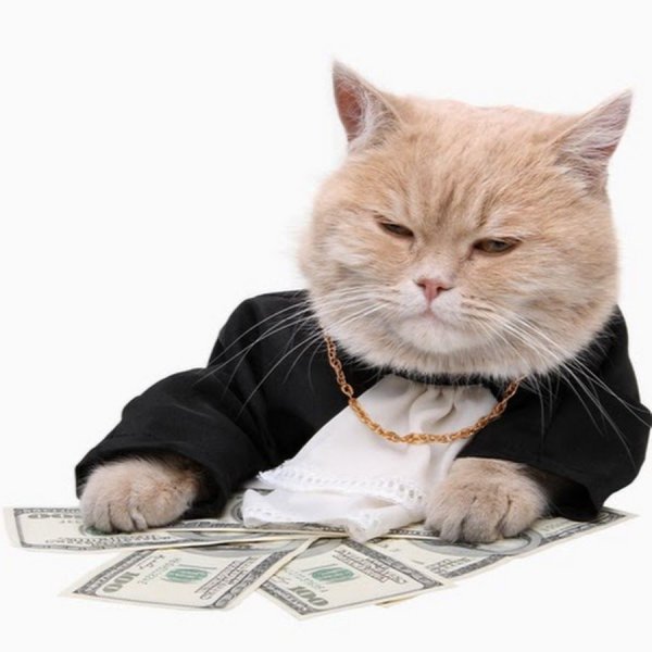 Кот в деловом костюме