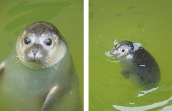 Морской котик смешной