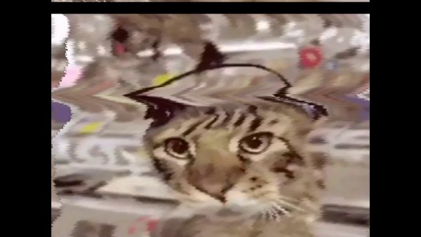 Кот в наушниках Мем