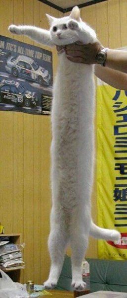 Длинный кот Мем