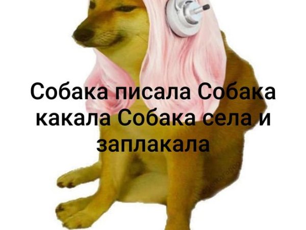 Собака писала собака плакала