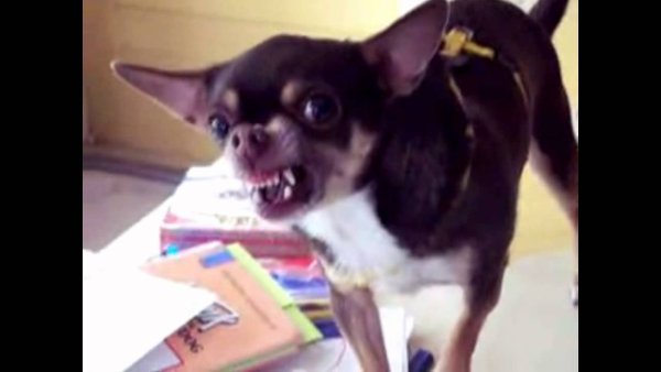 Гифки с собаками