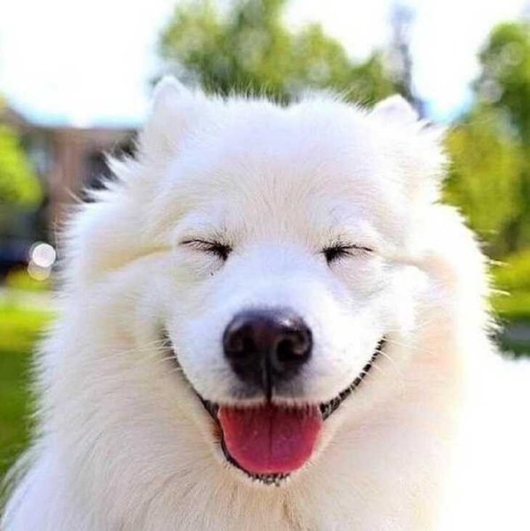 Самоед золотистый