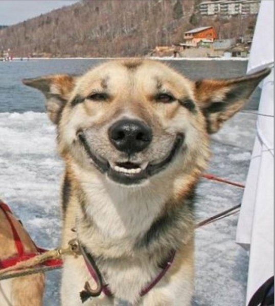 Собака смеется