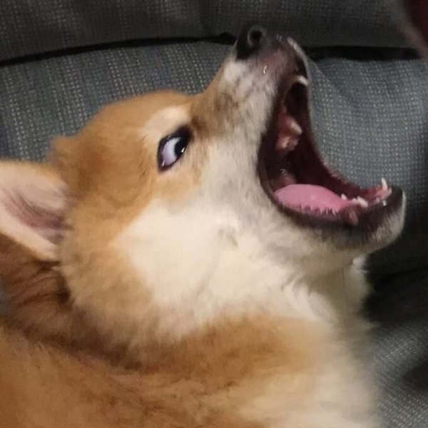 Кричащая собака