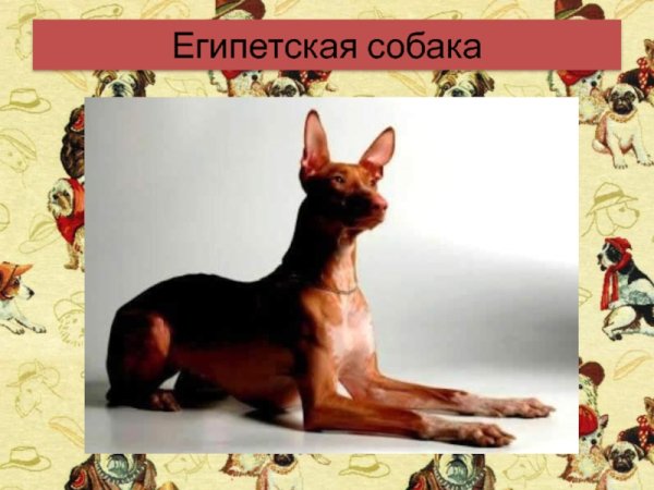 Две собаки в Египте